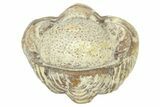 Enrolled Paciphacops Trilobite - Black Cat Mountain, Oklahoma #362998-1